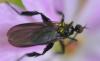 Empis pennipes